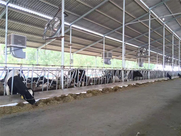 奶牛养殖厂